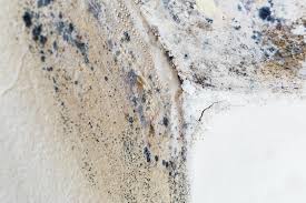 Why You Should Choose Our Mold Remediation Services in Mountain View, AR